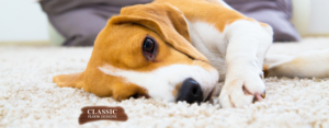 Best Carpet for Pets