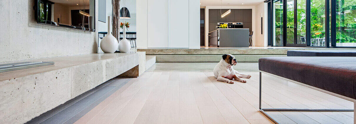 Living room, hardwood floors, dog