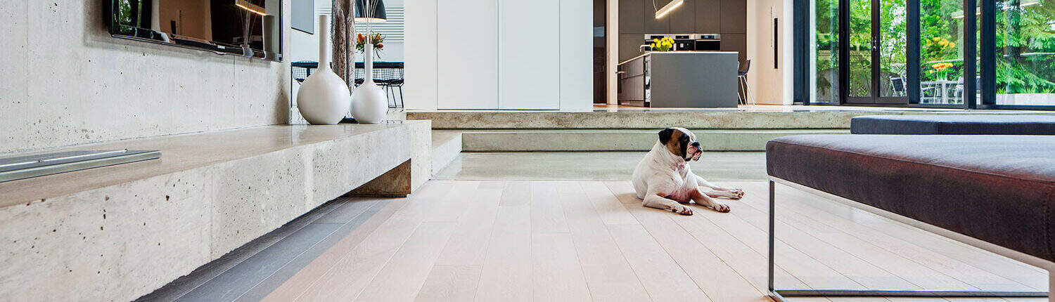 Living room, hardwood floors, dog