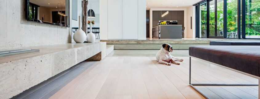 Living room, hardwood floors, dog