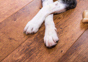 pet friendly flooring