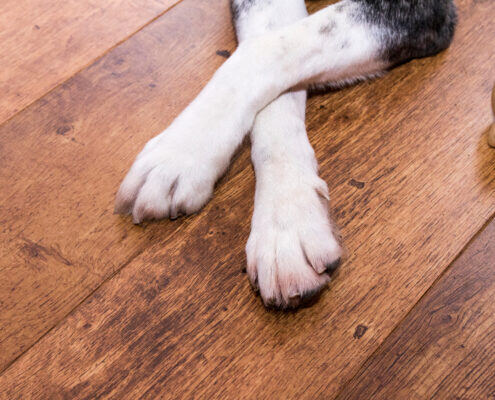 pet friendly flooring