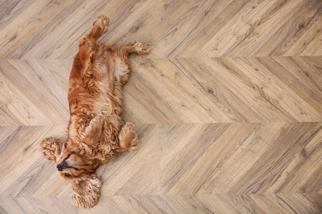 Dog lying on wooden floor