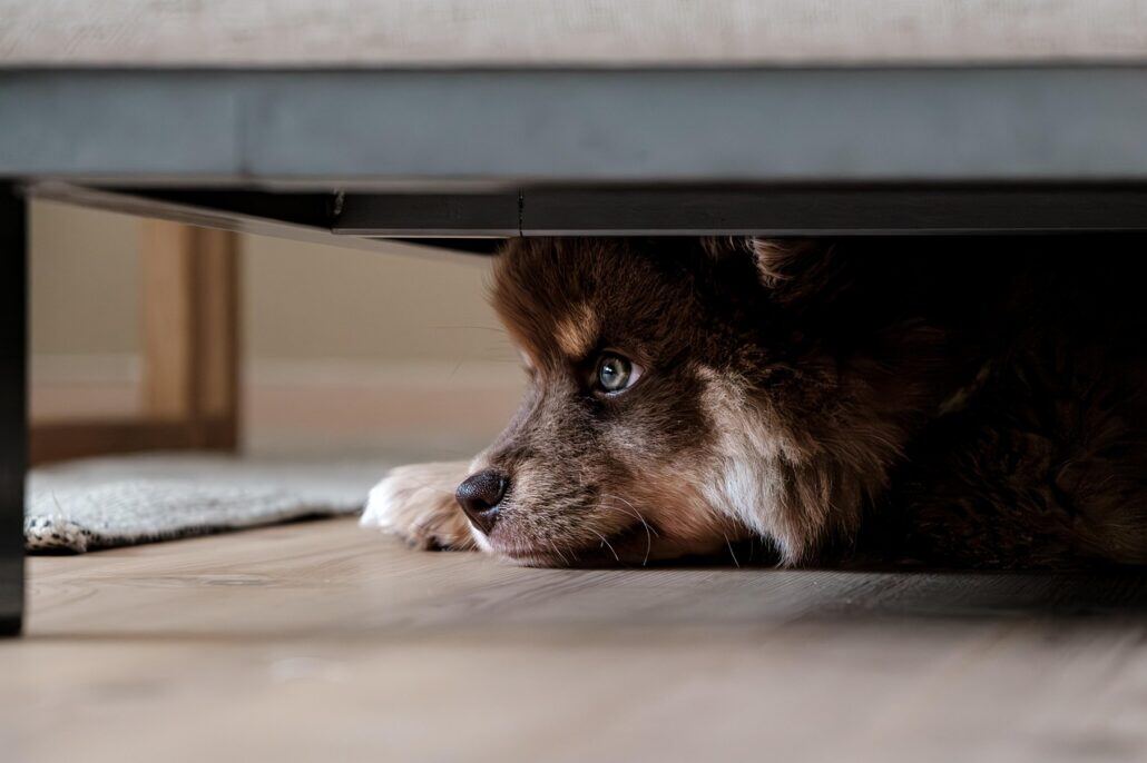 Pet-Friendly Luxury Flooring