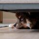 Pet-Friendly Luxury Flooring