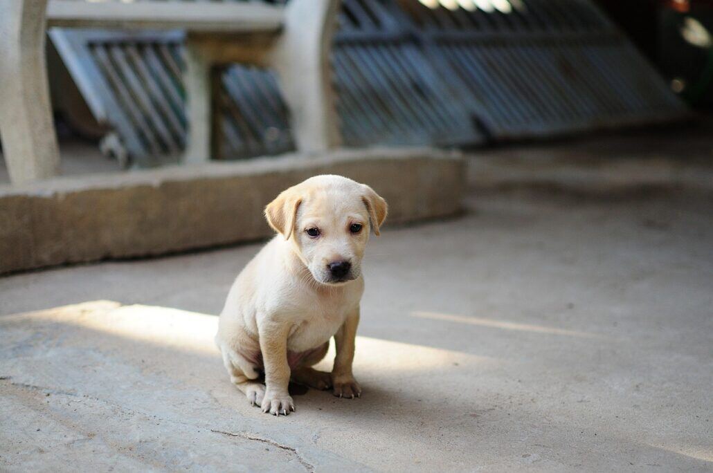 Pet-Friendly Flooring